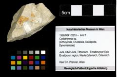 Foto (Objekt + Etiketten) von Cyclothyreus sp. 